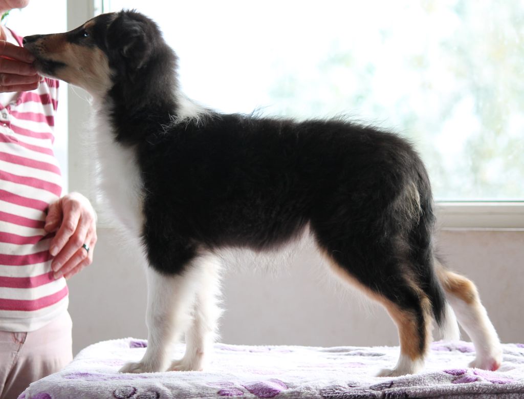 Collie's of Sealand Yuma Yamira-Night