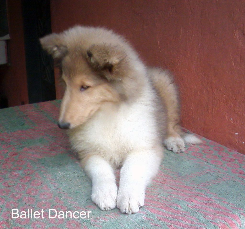 Lakefield Lovely Ballet Dancer of Liable