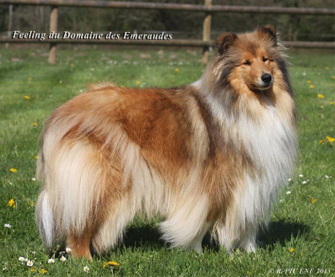 Feeling du Domaine des Emeraudes