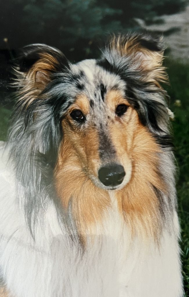 Blue Maggie von der Bachstelze