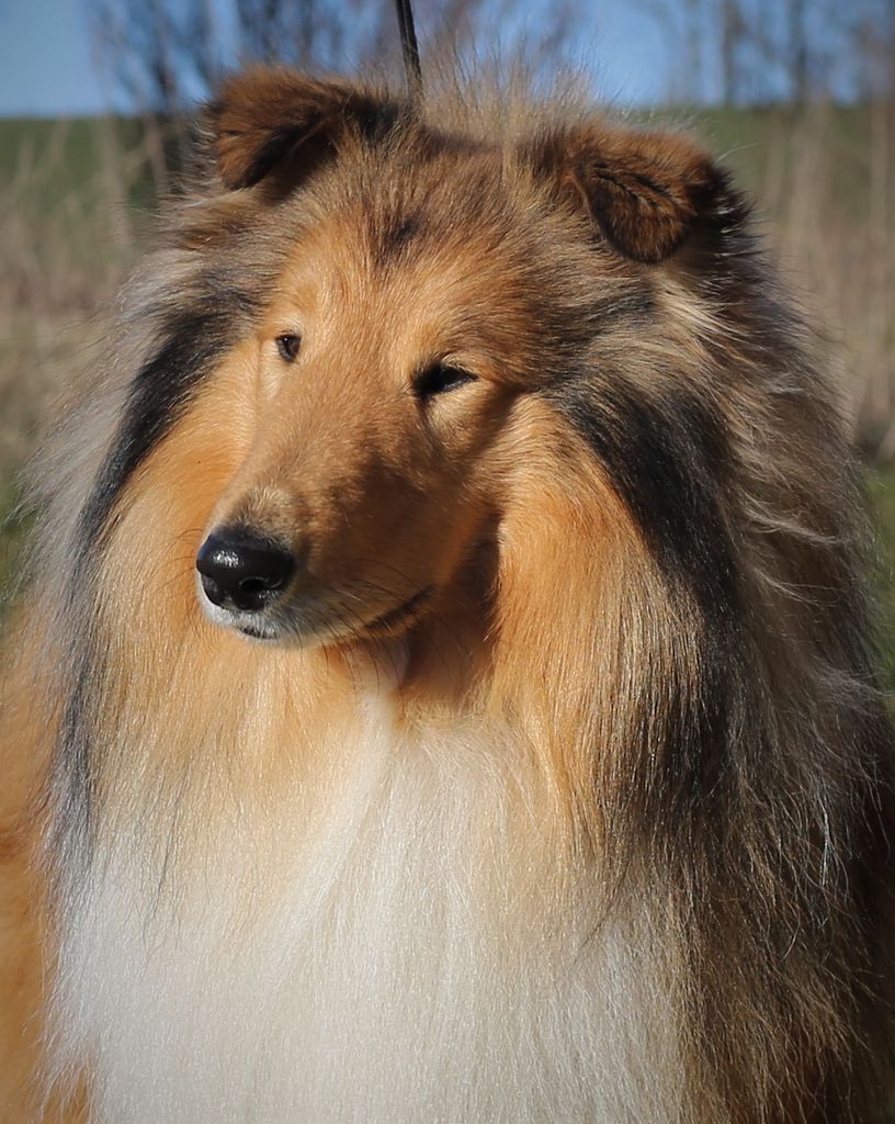 Klok Collies 10CC