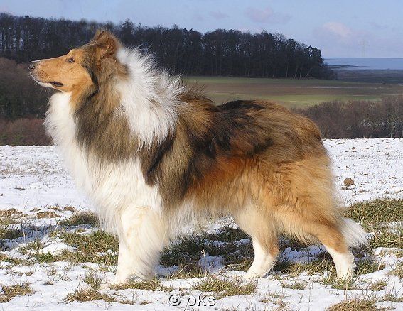 Heritage´s Loyal Fellow