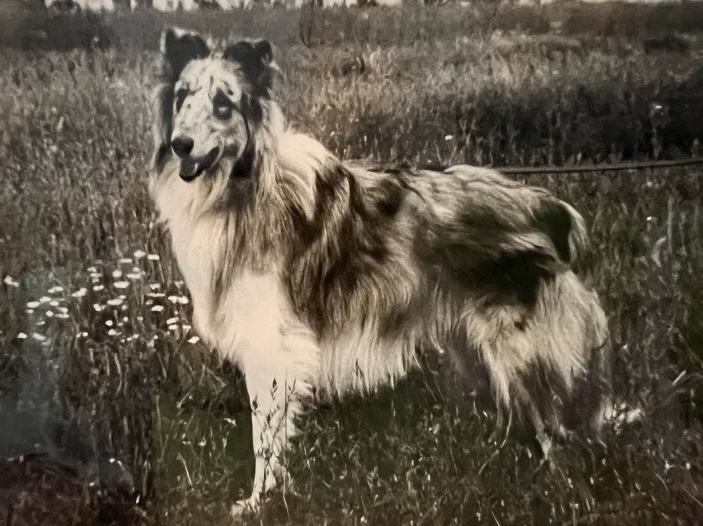 Blue Nibelung von der Gaustrasse