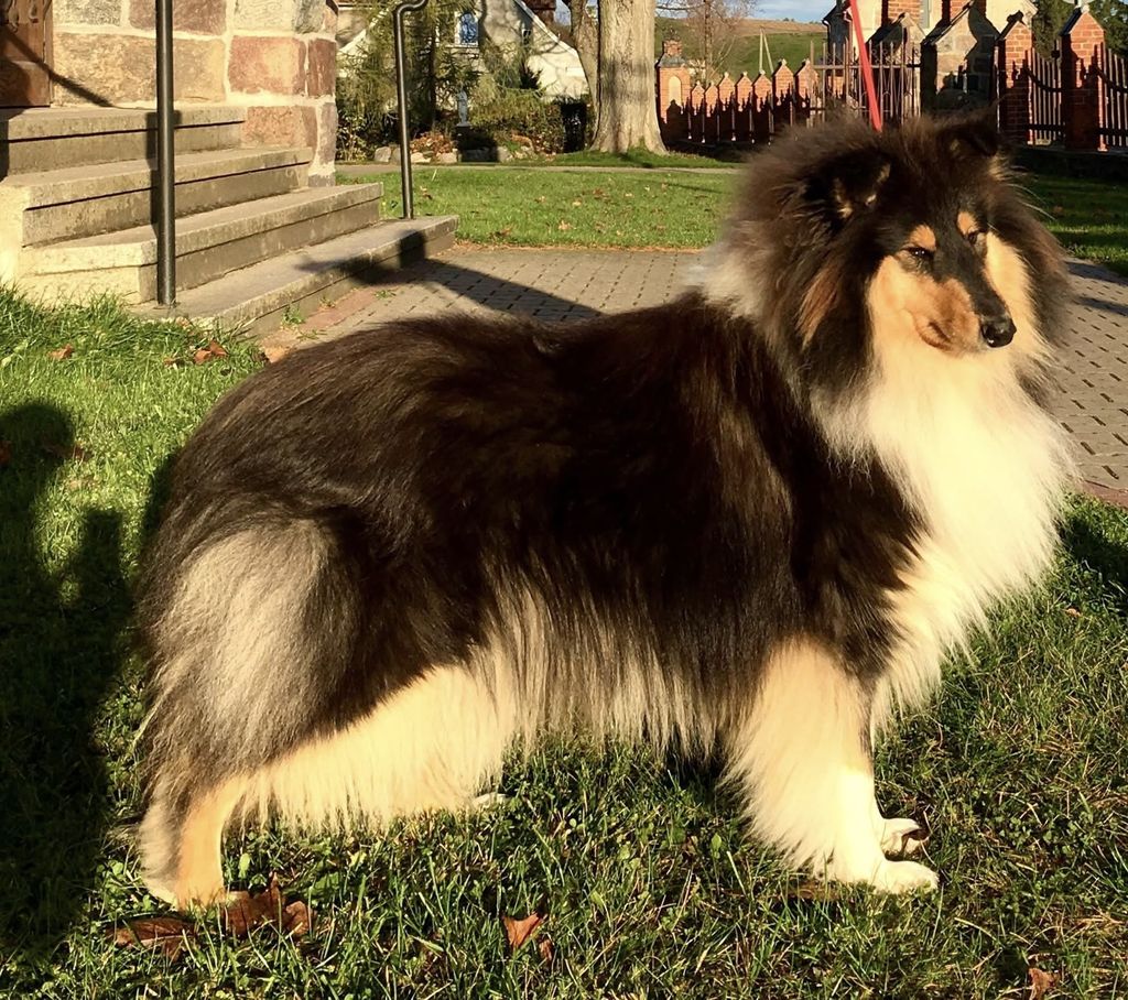 Black Licorice Flortix Of Collie