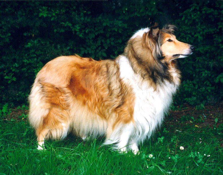 Anschi von den kleinen Strolchen