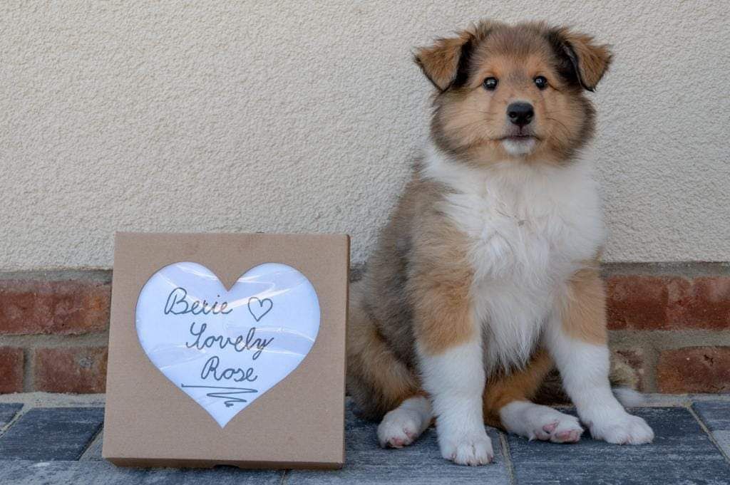Bexie Lovely Rose z Lančího dvora