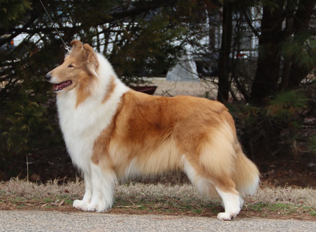 Avondale's Centerstage