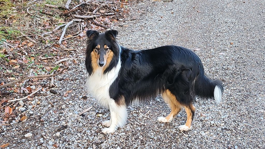 Bonnie in Black von den Maustadt-Briten
