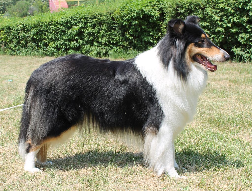 Collie's of Sealand Xarina Xawa-Night