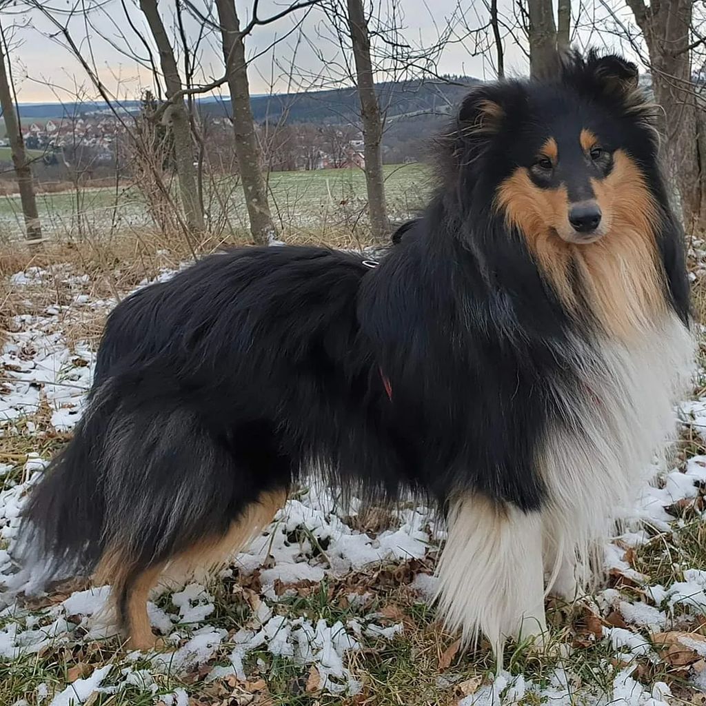 Ari vom Deichland