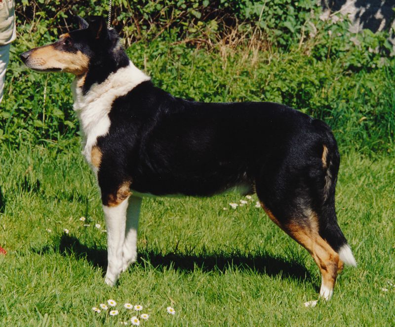 Merland Midnight Marauder