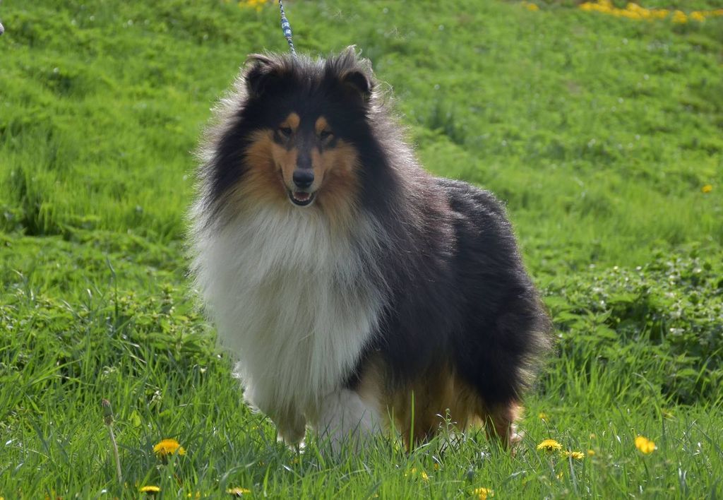 D'Artagnan von der Ischlerbahn