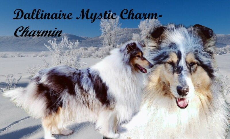 Dallinaire Mystic Charm