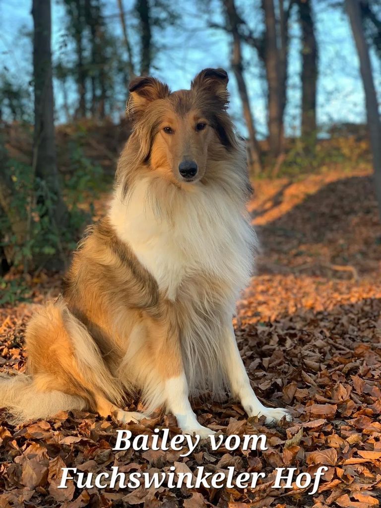 Bailey vom Fuchswinkeler Hof