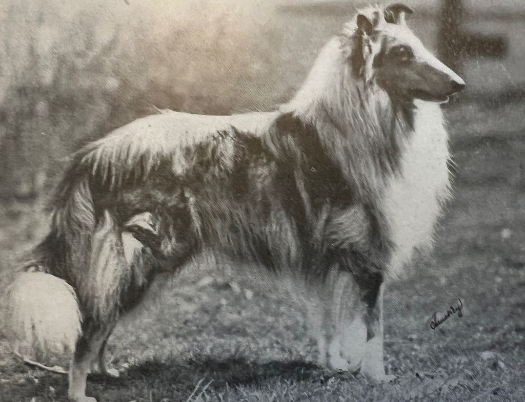 Beulahs Silver Merrick of Bellhaven
