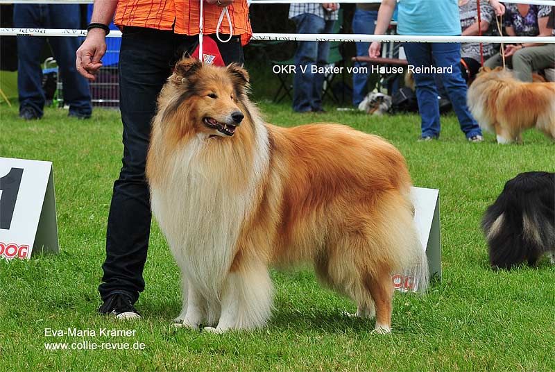 Baxter vom Hause Reinhard