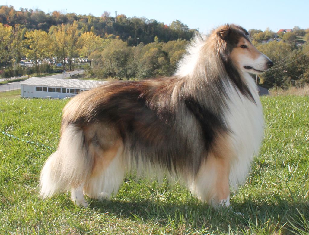 Collie's of Sealand Zaris Zulu-Red