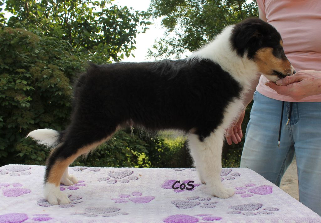 Collie's of Sealand Zeus Zenit-Night
