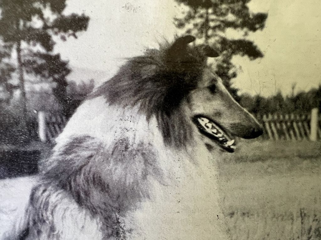 Assam von Ratzeburg