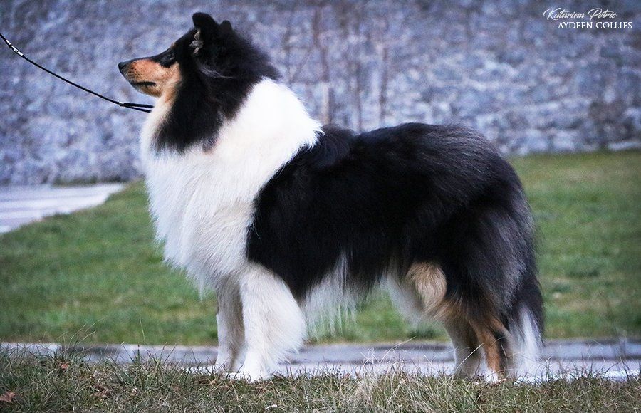 Aydeen Brilliant Onyx