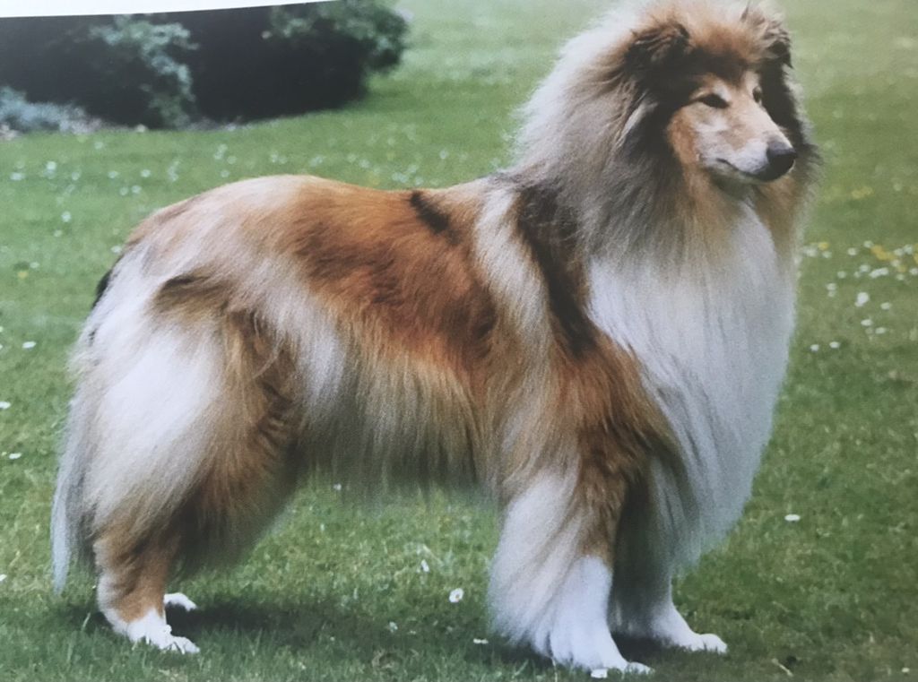 Scottlyme Xanthippe