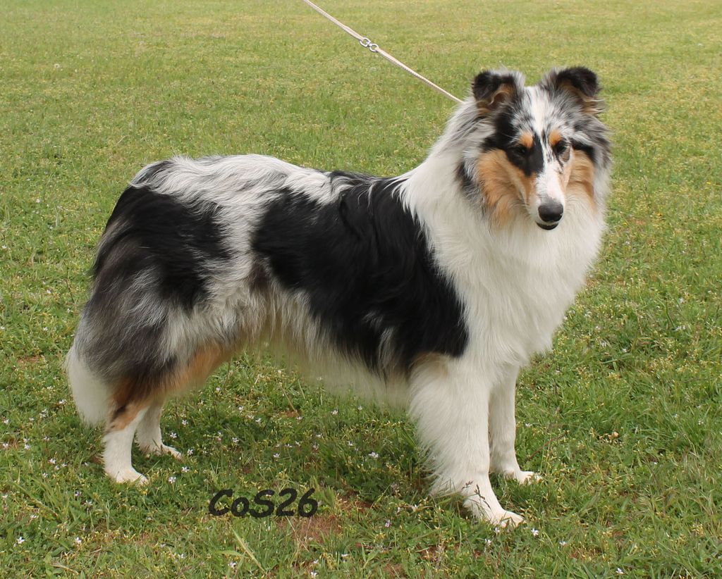Collie's of Sealand Grace Kelly-albastru