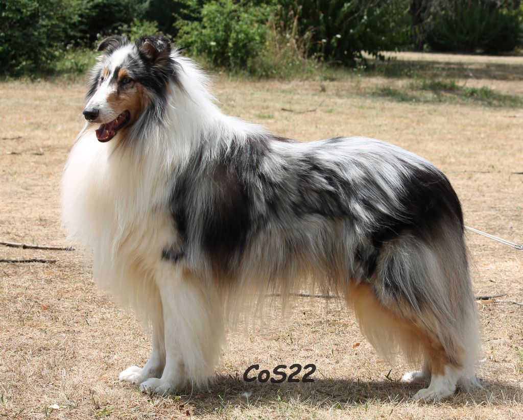 Collie's of Sealand Xheno X-Silver-Blue