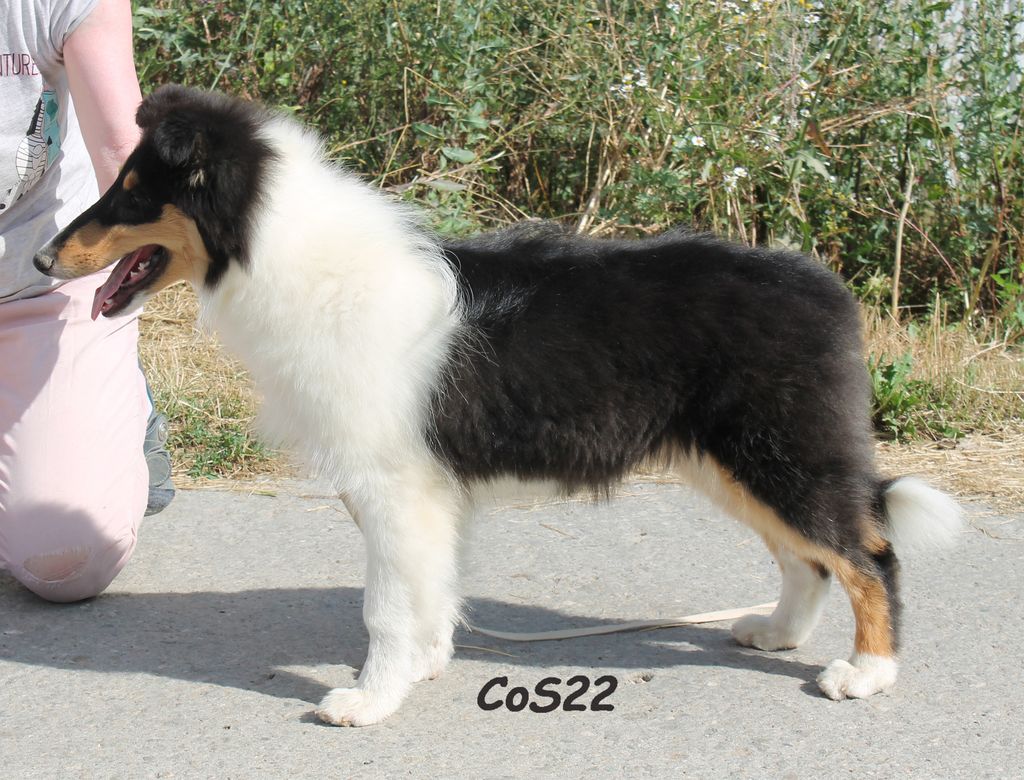 Collie's of Sealand Balou in Black