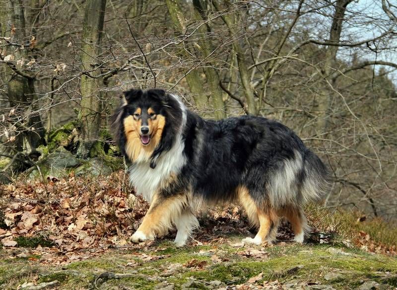 Amarena von Angi's Zauberwald