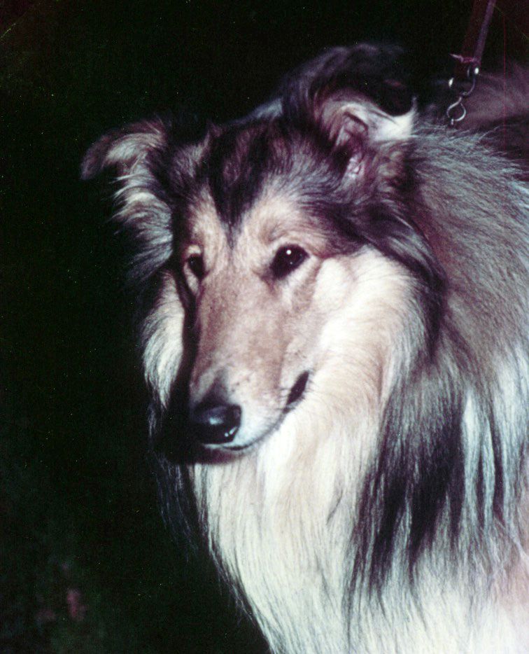 Balu von der Wielandsschmiede