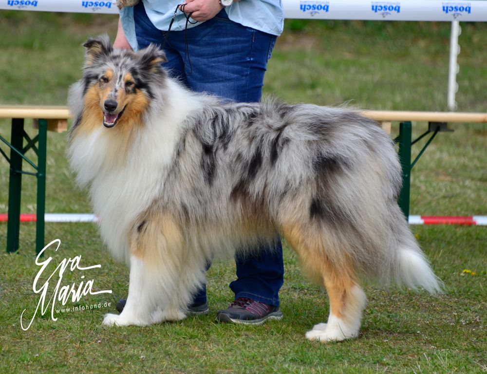 Antaris Blue von der Elsterwiese
