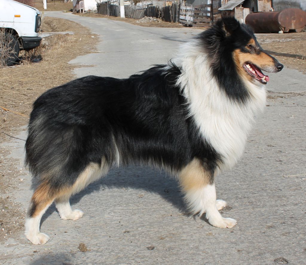 Collie's of Sealand Victor Vladimir-Night
