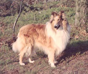 Cronys Golden Dooley