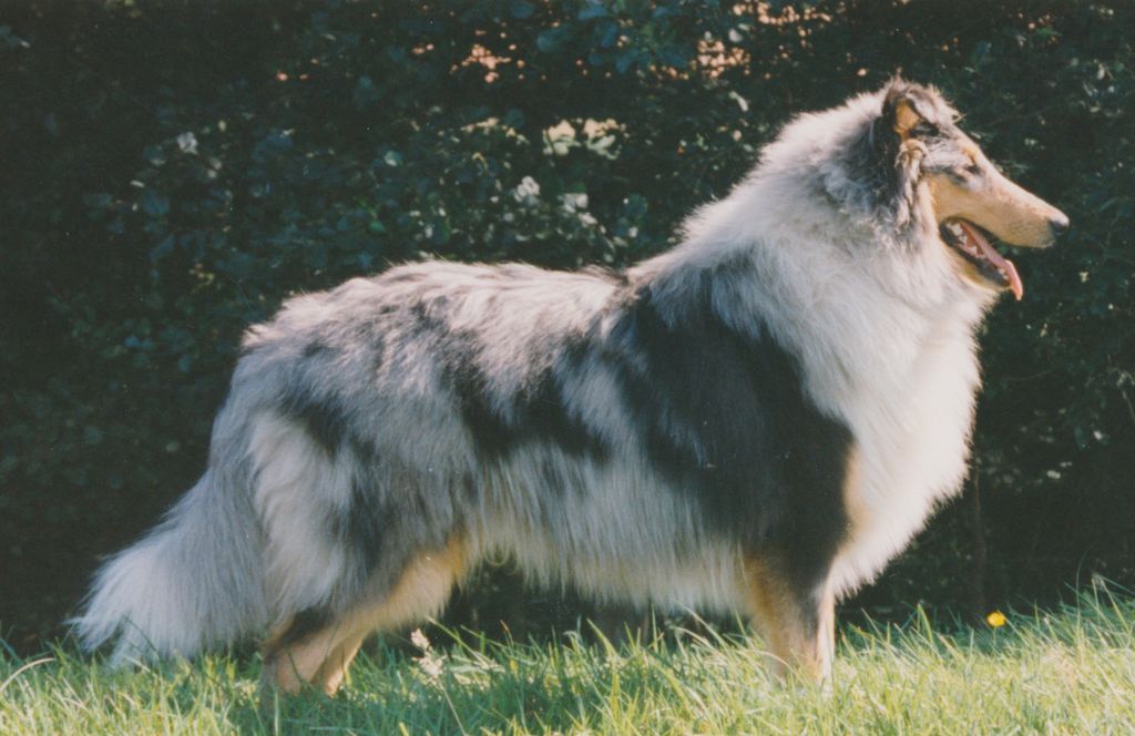 Akai von den Hasewiesen