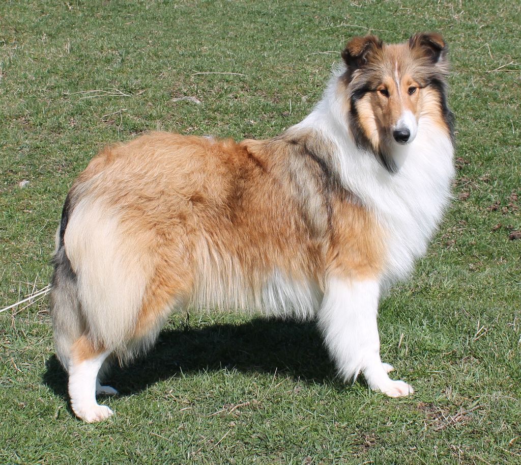 Collie's of Sealand Vectra Venus-Red