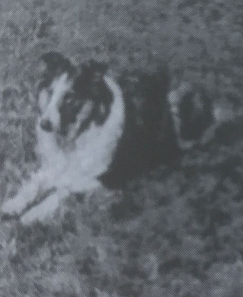 Hertha van de Colliewacht
