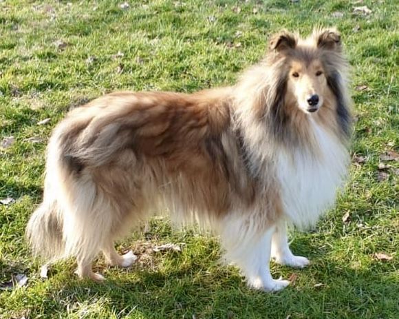 Bailee the Secret Hope vom Ruf-Clan
