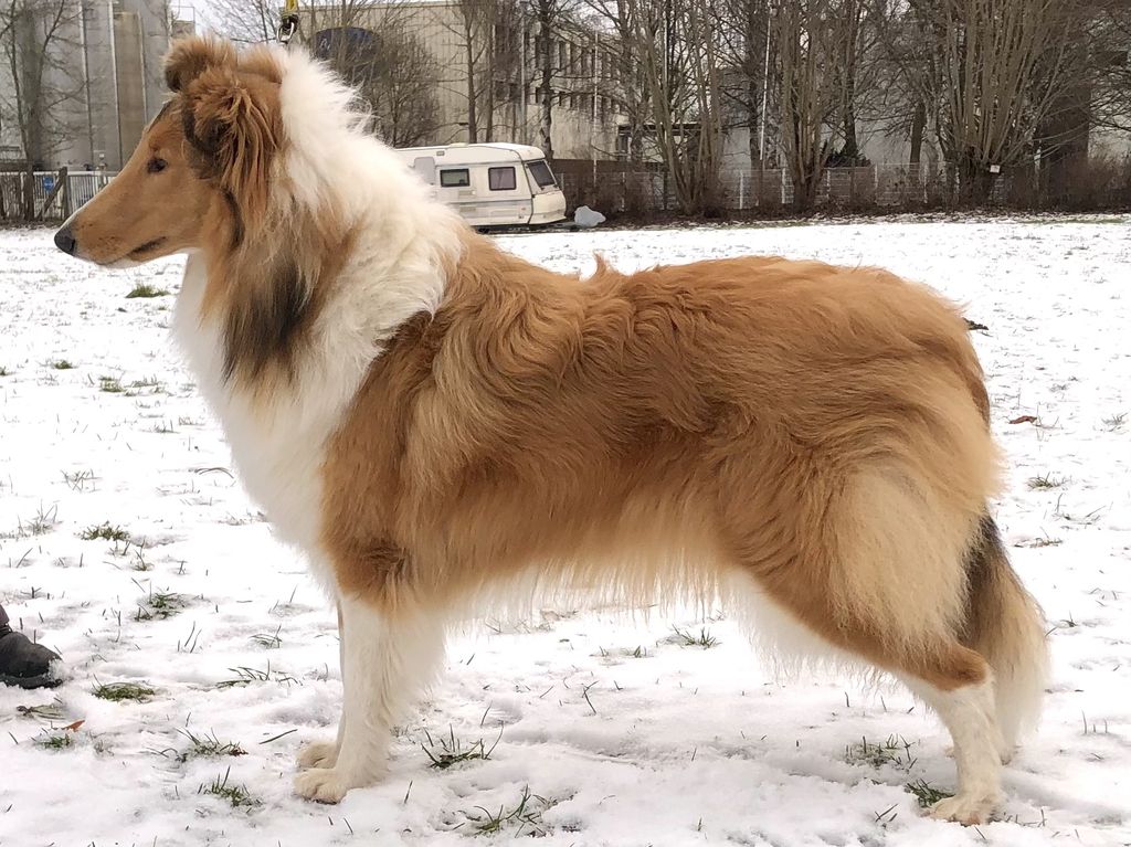 Windloper Annie in Gold