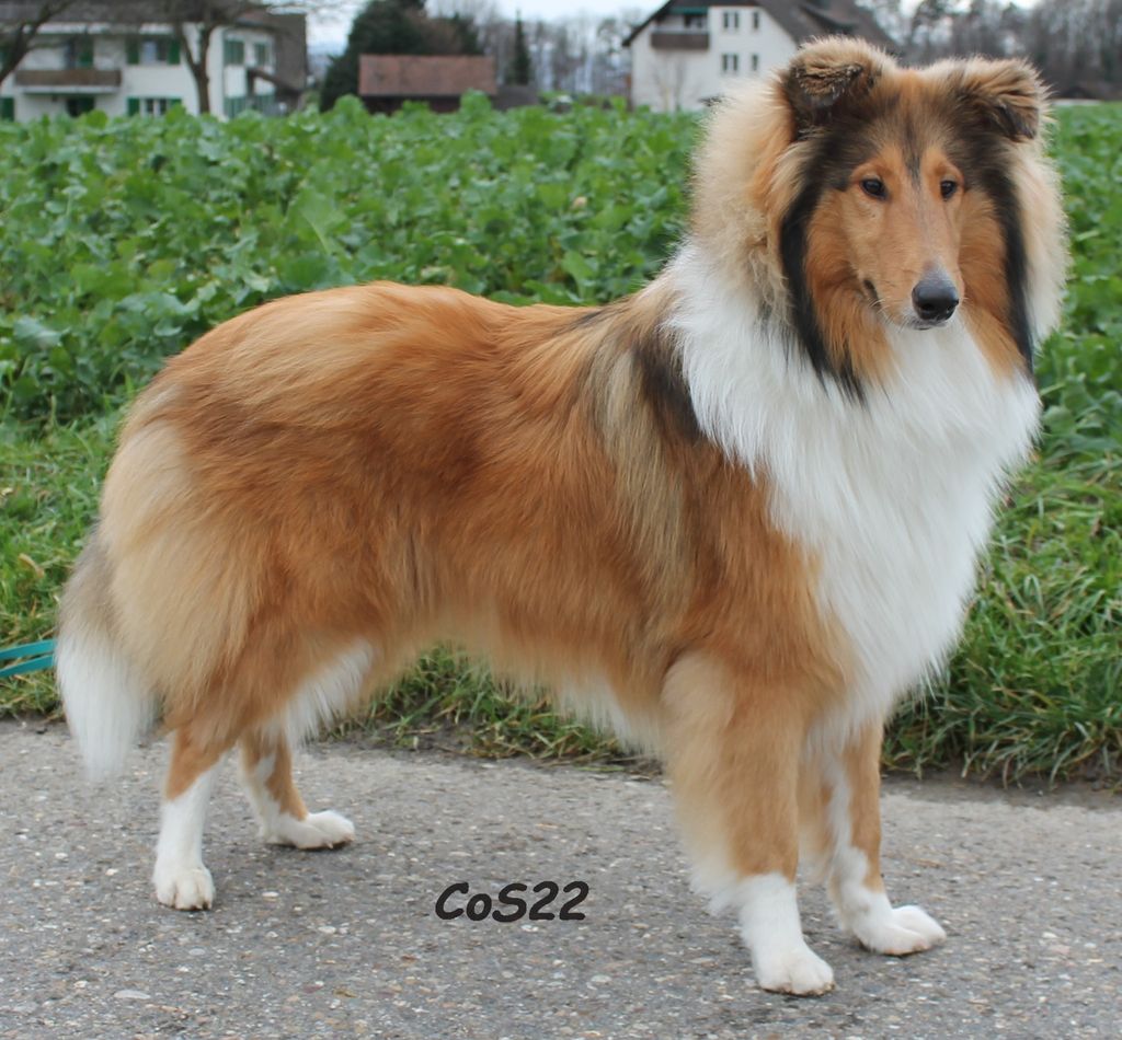 Collie's of Sealand Boomer in Gold