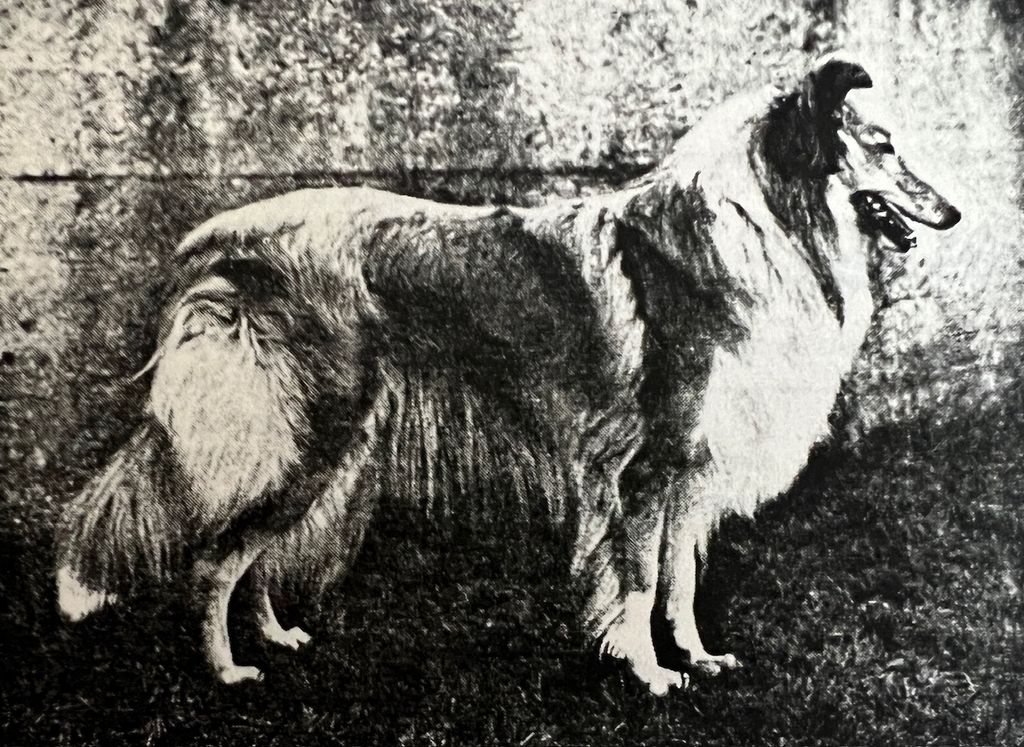 Goldenlady von Kronenberg